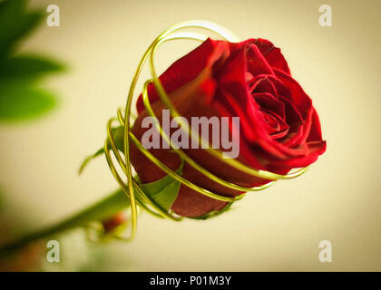 Feier der Rose und das Buch in Katalonien. Saint George. Stockfoto