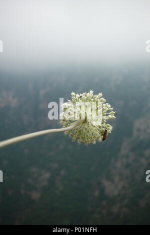 Berg Blume lila Weiß Stockfoto
