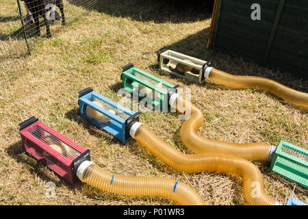 Vier Frettchen in die Ställe für ein Frettchen Racing Event an der Arthington zeigen, West Yorkshire in 2017. Stockfoto