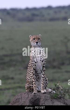 Einsame cheetah sitzen auf die grüne Masai Mara Savannah auf der Suche nach Beute. Bild am frühen Morgen genommen, Olare Motorogi Conservancy. Acinonyx jubatus Stockfoto