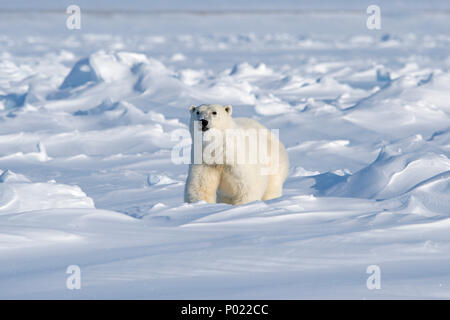 Eisbär (Ursus maritimus, synonym Thalarctos maritimus), Territorium Nunavut, Kanada Stockfoto