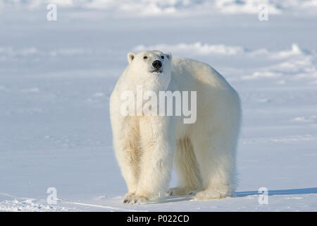 Eisbär (Ursus maritimus, synonym Thalarctos maritimus), Territorium Nunavut, Kanada Stockfoto
