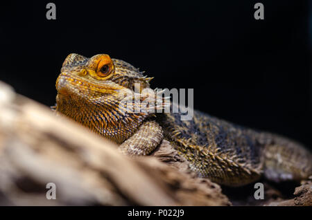 Bartagamen auf einem Felsblock mit Soft Focus im Hintergrund. Stockfoto