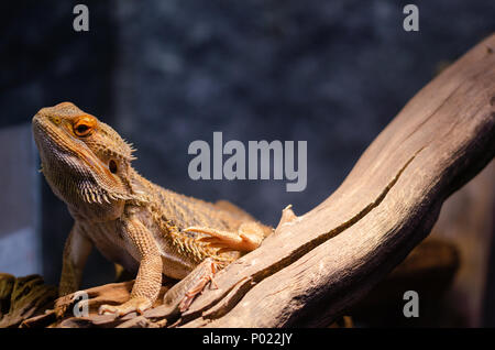 Bartagame, Bartagamen, auf einem Felsblock mit Soft Focus im Hintergrund. Stockfoto