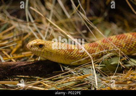 Corn snake (elophe rufodorsata) auf Stroh. Stockfoto