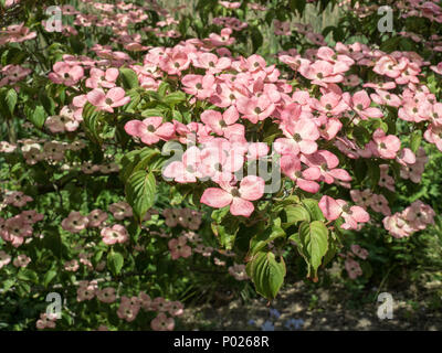 Die shell rosa Blüten von Cornus kousa Satomi verpassen Stockfoto