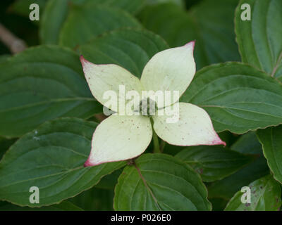 Eine einzelne Blume von Cornus kousa zeigt die rosa Spitzen zu der cremigen weißen Blütenblättern Stockfoto