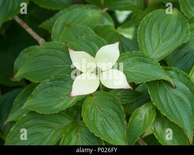 Eine einzelne Blume von Cornus kousa zeigt die rosa Spitzen zu der cremigen weißen Blütenblättern Stockfoto