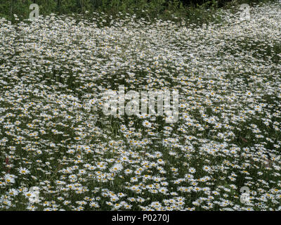 Eine wildflower meadow Anfang Juni voll von den weißen Blüten der oxeye daisy Leucanthemum vulgare Stockfoto