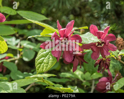 Eine Gruppe von zwei Wein rote Blumen von Sinocalycanthus raulstoni' Hartlage Wein" Stockfoto