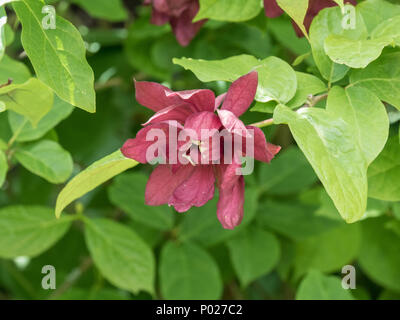 Nahaufnahme von einer einzigen Blume des Sinocalycanthus raulstonii' Hartlage Wein" Stockfoto