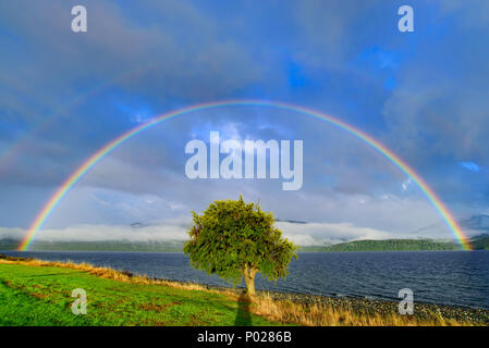 Doppelter Regenbogen über einem Baum Stockfoto