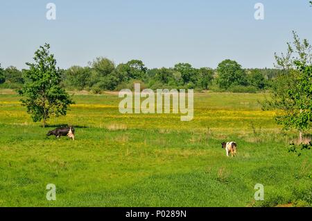 Schöne ländliche Landschaft. Grasende Kühe auf der grünen Wiese. Stockfoto