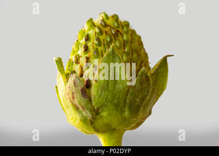 Makro Foto von einem grünen unausgereifte Erdbeere. Isolierte Bild auf einem grauen Hintergrund. Fotos für die Website über die Küche, Landwirtschaft, Jahreszeiten. Stockfoto