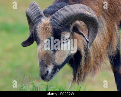 Kamerun schaf Ovis Widder Widder Kamerun Männlich Stockfoto