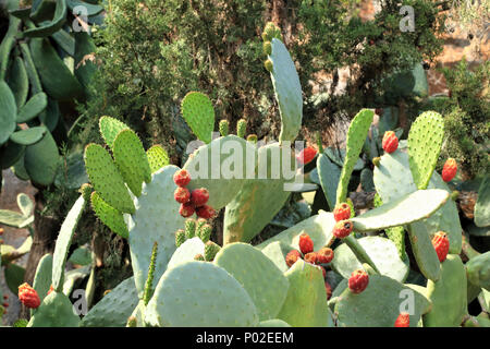 Cactus Blätter im Frühling Stockfoto