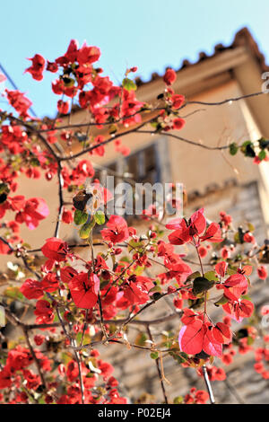 Rot Bougainvillea californica Blumen an Old Town House in Nafplion, Griechenland Stockfoto