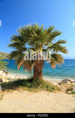 Palme am Strand Stockfoto