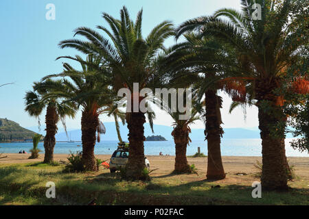 Palmen am Strand von Karathona, Nafplio Stockfoto