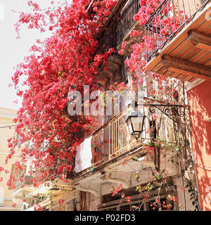 Rot Bougainvillea californica Blumen auf der Fassade eines alten Hauses in Nafplion, Griechenland Stockfoto