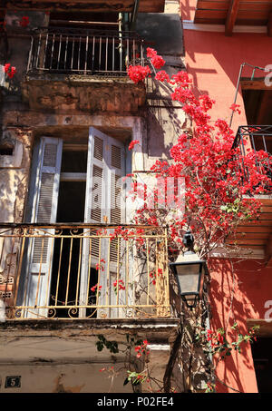 Rot Bougainvillea californica Blumen auf der Fassade eines alten Hauses in Nafplion, Griechenland Stockfoto