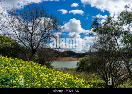 Landschaft mit gelben Blüten vor einem kleinen See unter einem bewölkten Himmel umgeben von Bäumen Stockfoto