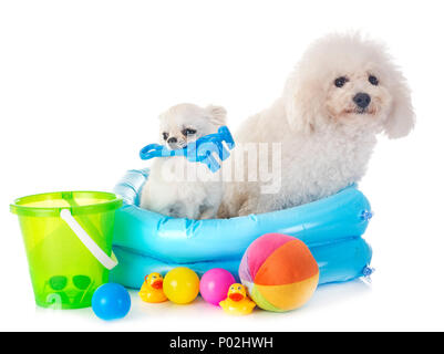 Malteser Hund und Chihuahua vor weißem Hintergrund Stockfoto