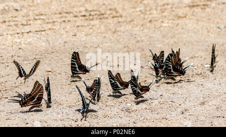 Eastern tiger Swallowtail Schmetterlinge sitzen auf dem Boden. Mexiko Stockfoto