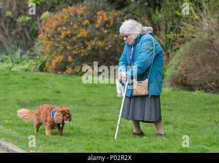 Ältere Frau mit einem Stock und trug einen Mantel, Wandern ein Hund in einem Park an einem kalten Tag im Frühjahr in Großbritannien. Stockfoto