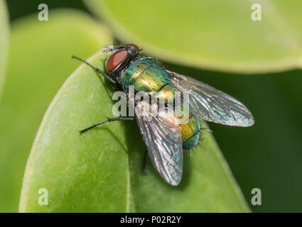 Closeup Makro einer Gemeinsamen grünen Flasche Fliegen (Lucilia sericata, Greenbottle fliegen), ein Schlag fliegen auf einem Blatt im Frühjahr in Großbritannien. Stockfoto