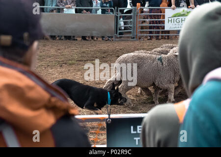 AgFest Tasmanien im Jahr 2018. Ein Festival das Setzen auf Innovation in der Landwirtschaft und der Landwirtschaft in Tasmanien Stockfoto