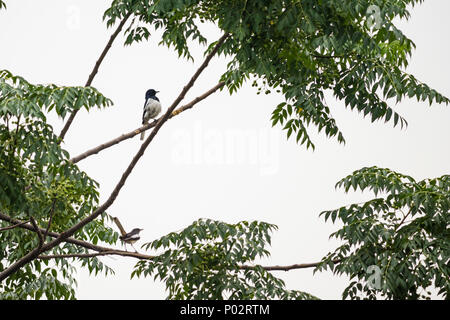 Zwei indische Magpie Robins, die auf dem Baum vor meinem Haus. Stockfoto