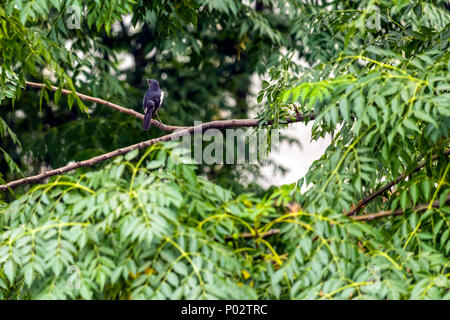 Indian Oriental Elster Robin Bird auf Indian Lilac Baum Zweig vor meinem Haus. Stockfoto