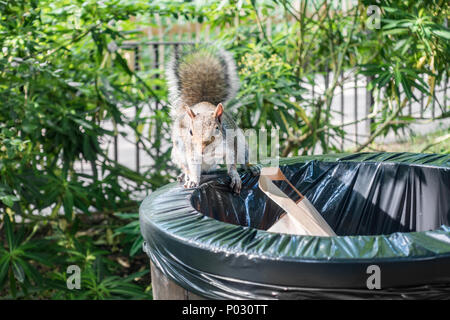 Ein Eichhörnchen auf einem Mülleimer in einem öffentlichen Park. Stockfoto