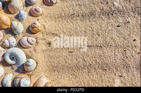 Sommer sand Hintergrund mit verschiedenen Muscheln Stockfoto