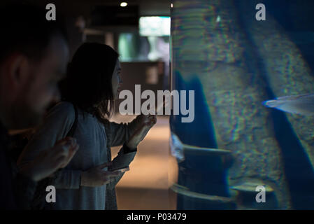 Seitenansicht der Frau beobachten Fische im Aquarium entfernt. Horizontale drinnen geschossen. Stockfoto