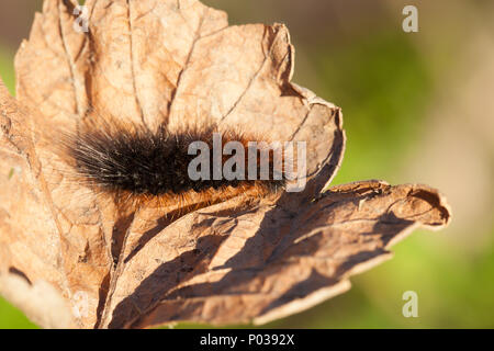 Tiger Moth Larve Stockfoto