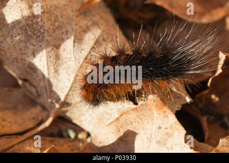 Tiger Moth Larve Stockfoto