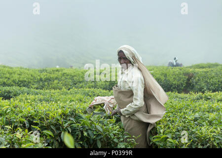 Weibliche tee Arbeiter auf dem Kolukkumalai tee Immobilien, Munnar, Kerala, Indien. Stockfoto