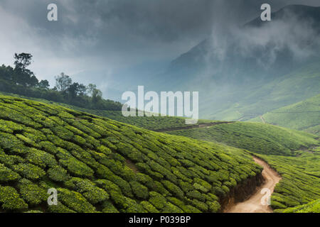 Teeplantagen auf dem Kolukkumalai Immobilien, Kerala, Indien. Stockfoto