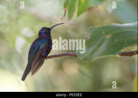 Violett, Campylopterus hemileucurus sabrewing, der, Monteverde Cloud Forest Reserve, Costa Rica, Kolibri Stockfoto