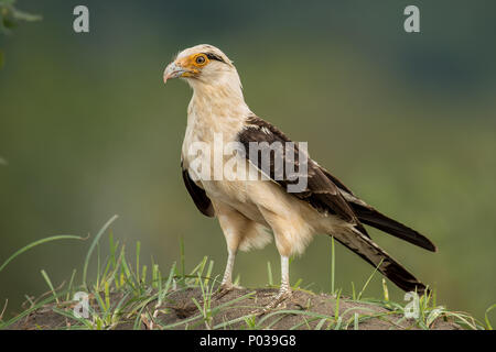 Colombien, Aegithalos caudatus, Accipitridae, Rio Tarcoles, Costa Rica, Centroamerica Stockfoto