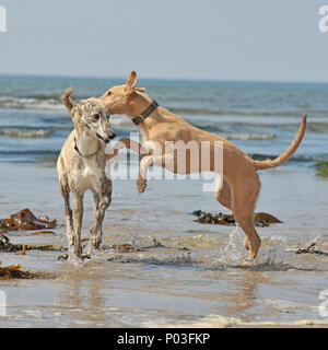 Lauernde im Meer spielen Stockfoto