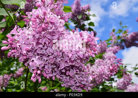 Lila Blumen, Zweige und blauer Himmel. Schöne saisonale Fotografie. Stockfoto