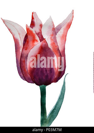 Tulpe Blume in Aquarelltechnik auf weißem Hintergrund Stockfoto