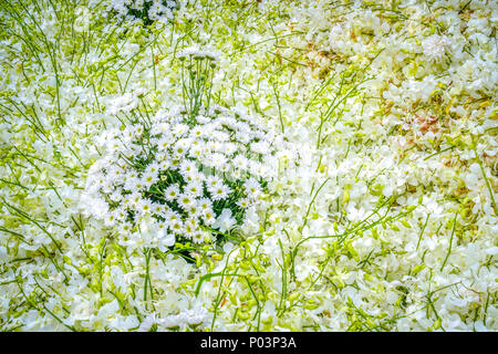 Weiß blooning orchid Blumenstrauß Dekoration auf den Baum und andere gelbe Orchidee. Stockfoto