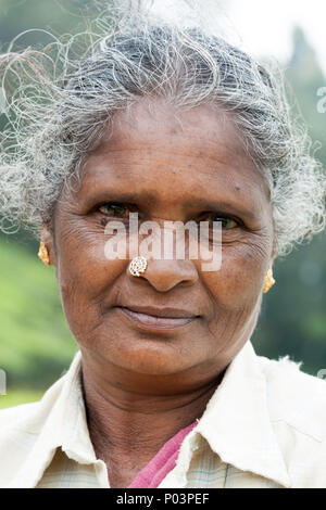 Weibliche tee Arbeiter auf dem Kolukkumalai tee Immobilien, Munnar, Kerala, Indien. Stockfoto