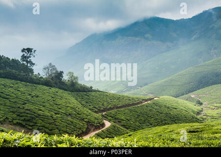 Teeplantagen auf dem Kolukkumalai Immobilien, Kerala, Indien. Stockfoto