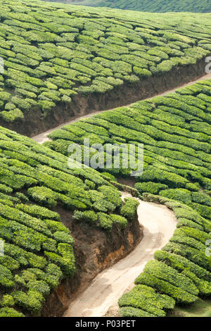 Teeplantagen auf dem Kolukkumalai Immobilien, Kerala, Indien. Stockfoto