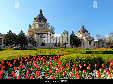 Széchenyi Spa mit Blume - Budapest, Ungarn Stockfoto